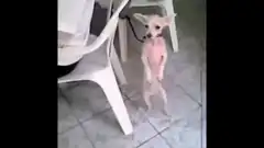 small dog standing on hind legs