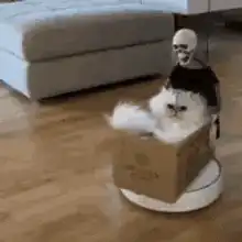 Skeleton pushing cat in box on robot vacuum