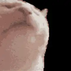 Pixelated Cat Face Zoom