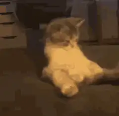 kitten sitting and looking around