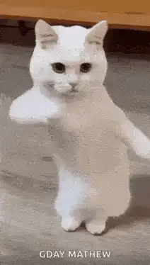 White cat dancing