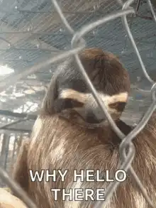 Sloth behind fence says why hello there