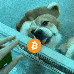 Dog licking Bitcoin logo