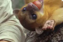 Baby cuscus eating a fruit