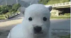 White puppy head tilt
