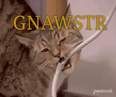 cat gnawing cable