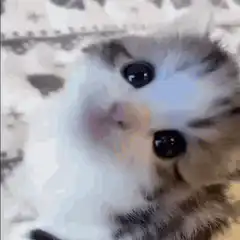 Cute kitten winking