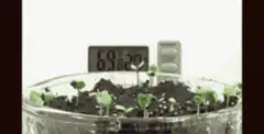 Seedlings growing in a petri dish
