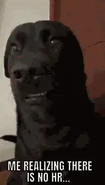 Dog realizing there is no HR
