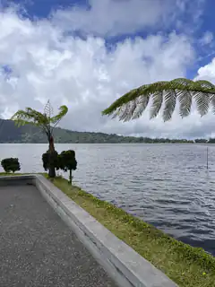 lake view with palm frond