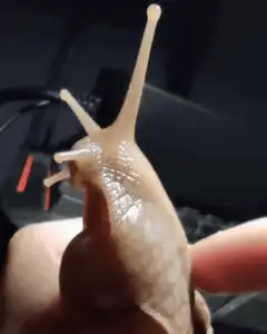 snail on finger waving antennae