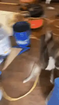 cat runs through house to window