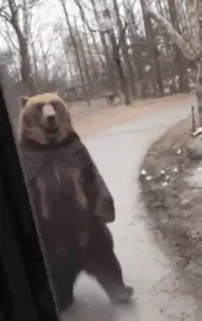 Bear standing up and looking into car