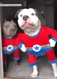 Two dogs in superhero costumes howling