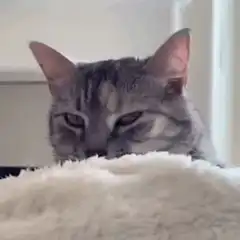 sleepy tabby cat on blanket