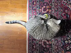 tabby cat playing with toy on rug