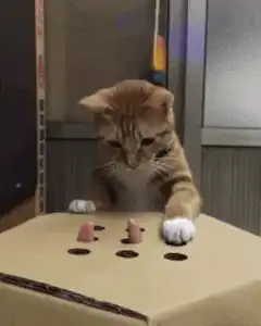 cat plays whack-a-mole with toy