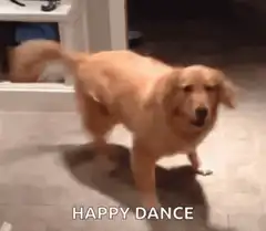 Golden Retriever Happy Dance