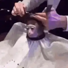 Monkey getting a haircut