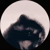 Raccoon waving hello