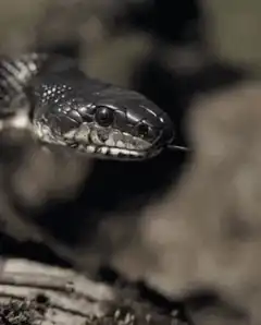 snake flicking tongue