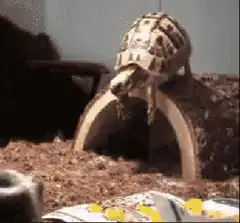 Tortoise rolls over backwards