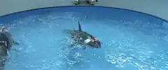 Orca laser show with sailor