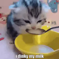 kitten drinking milk from spoon
