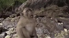 Monkey zooming in on camera