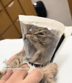 Kitten in cone hissing and biting