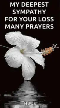 White hibiscus flower with sympathy text
