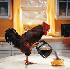 rooster pouring coffee
