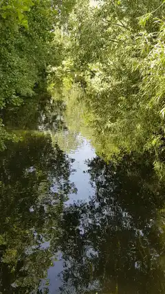 Sunlit river with tree reflections