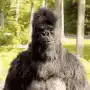 gorilla gives thumbs up then points