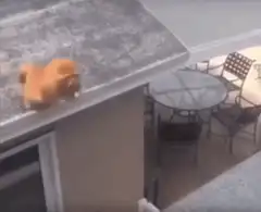 orange cat slides off roof