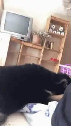 German Shepherd dog says good morning