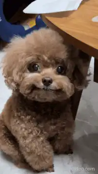 Cute brown poodle puppy sitting