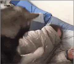 Husky dog licks sleeping baby