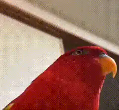 Red parrot laughing then saying no