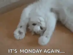 Sad white cat monday again