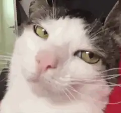Judgy Cat Face
