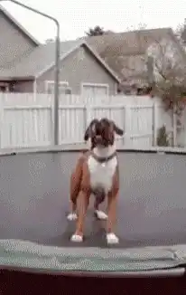 Boxer dog jumping on trampoline