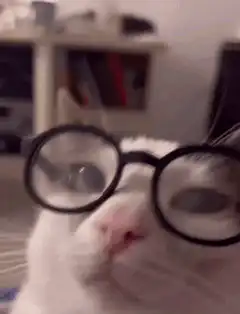Cat wearing round glasses