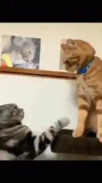 orange cat karate chops grey cat
