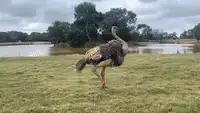 Ostrich dancing on grass