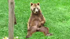Bear sitting on grass
