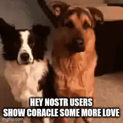 Border Collie Hugs German Shepherd
