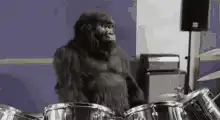 gorilla playing drums