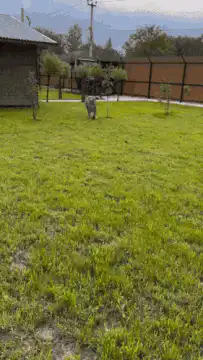 Person petting a bobcat in a yard