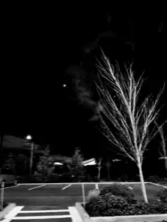 Night parking lot with bare tree